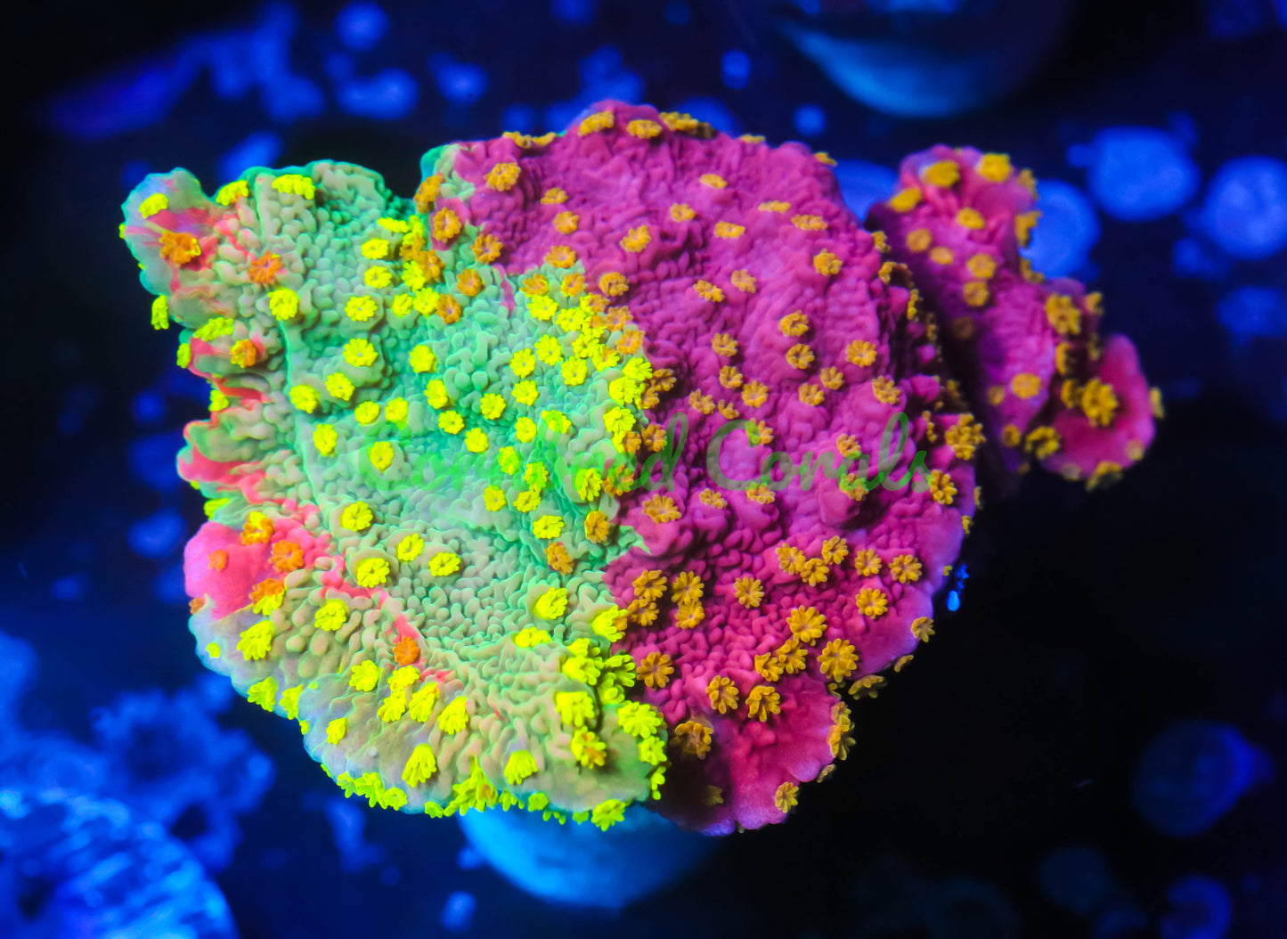 Cornbred's Grafted Starburst Monti Cap