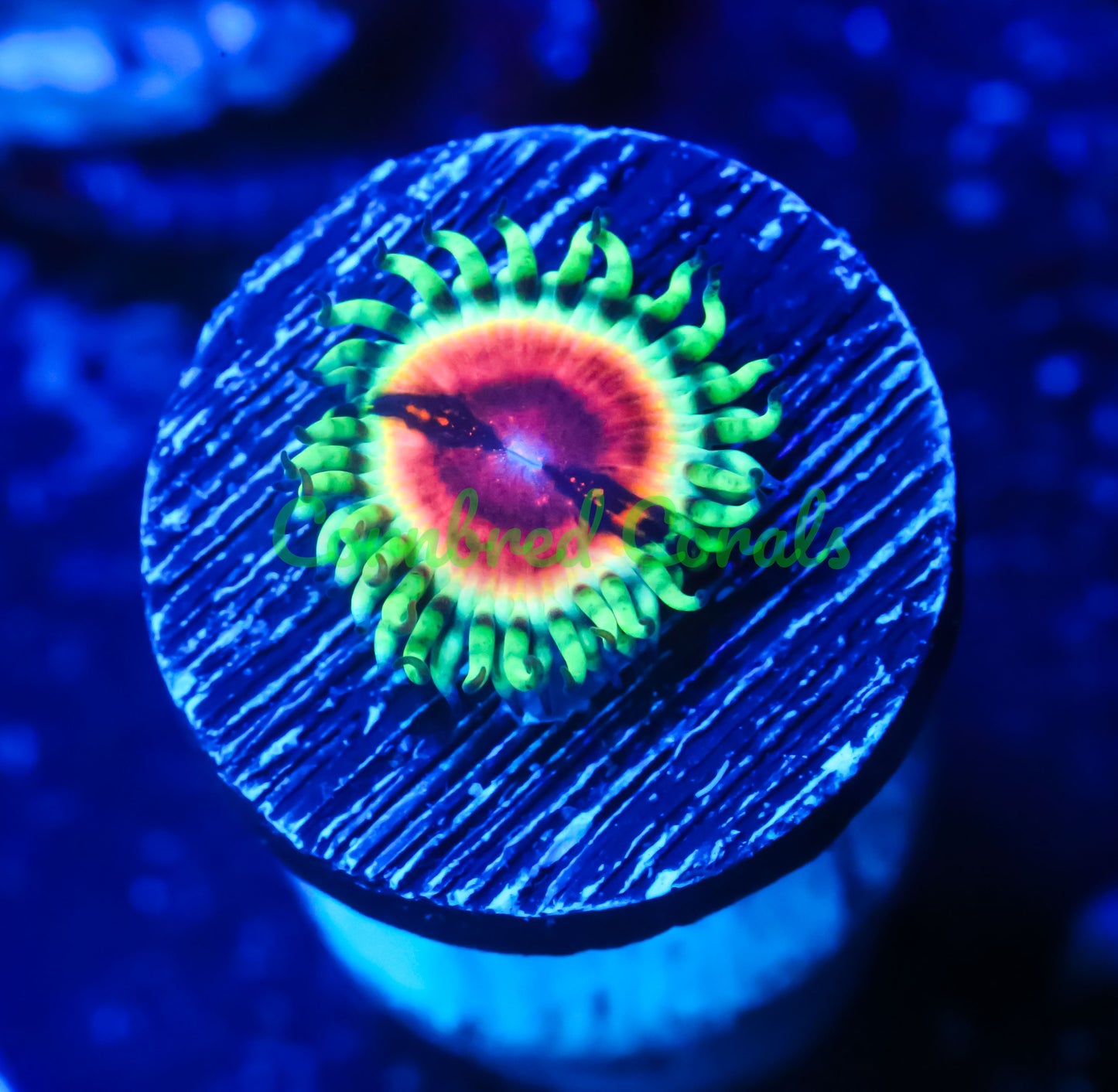 Cornbred Presents Jason Fox's Bloodshot Paly