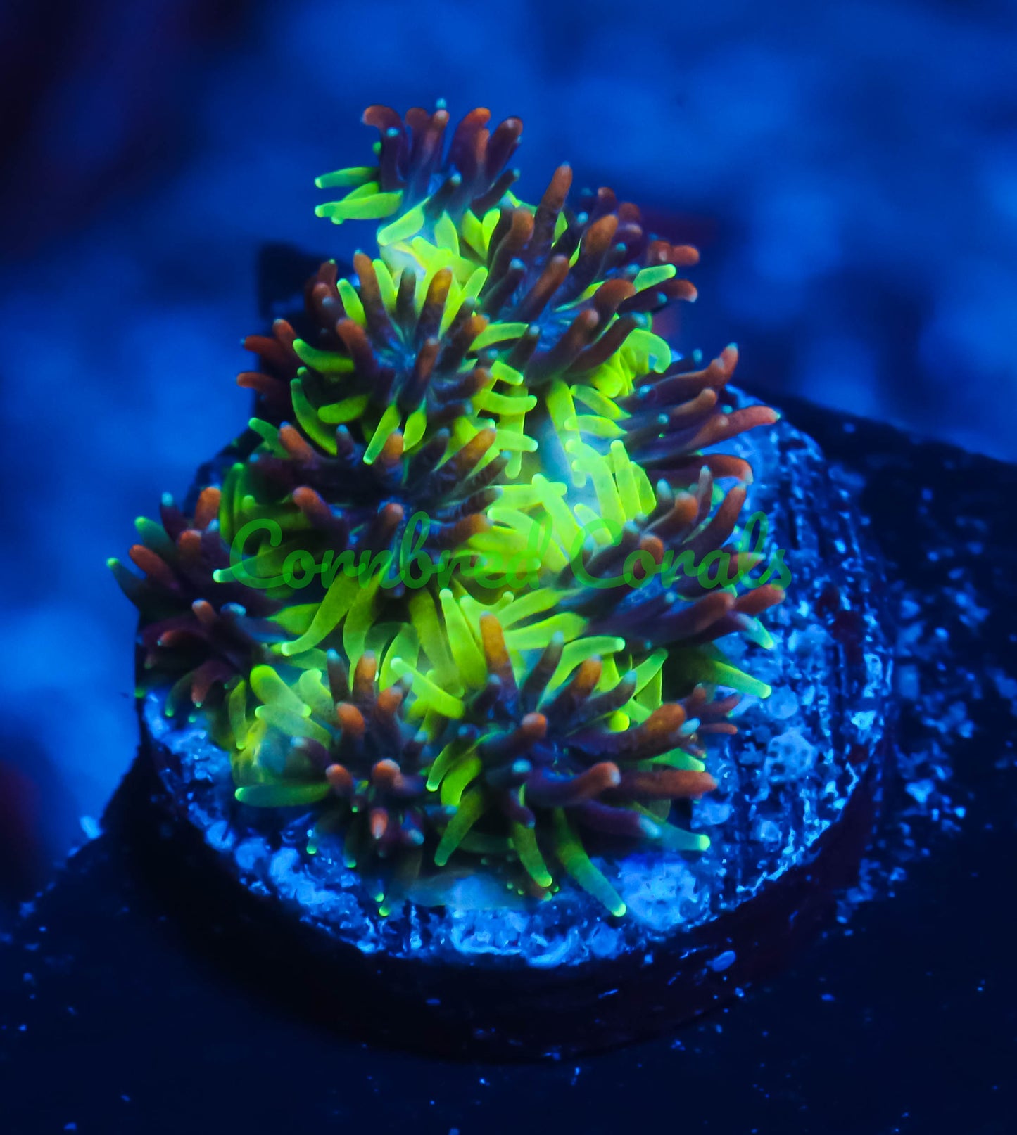 Cornbred's PPE Galaxia