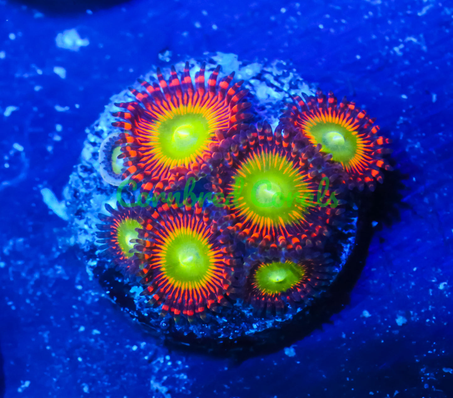 Cornbred's Ultimate Wowzer Palys