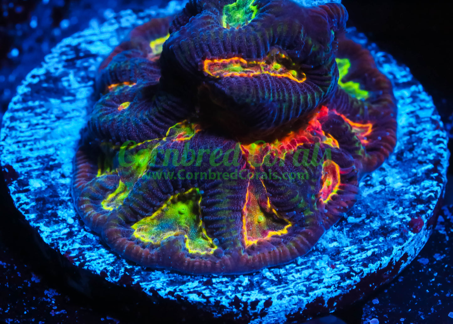 Cornbred's GOT Maze Brain