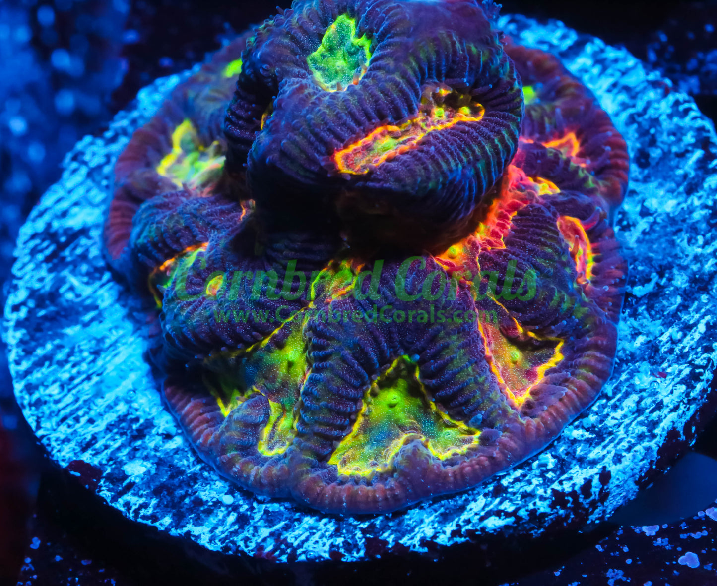 Cornbred's GOT Maze Brain