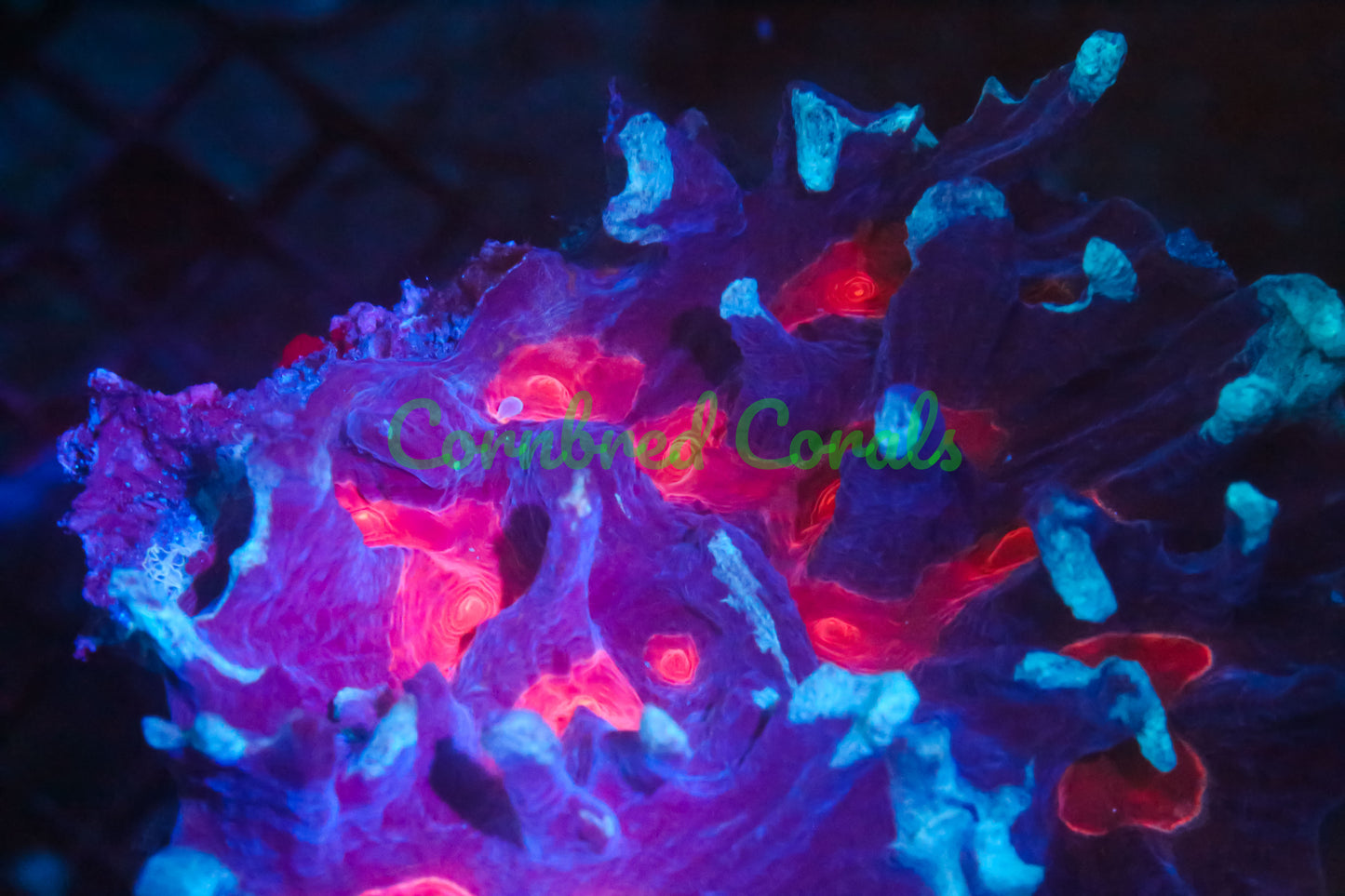 Cornbred's Vampire Bite Pectinia