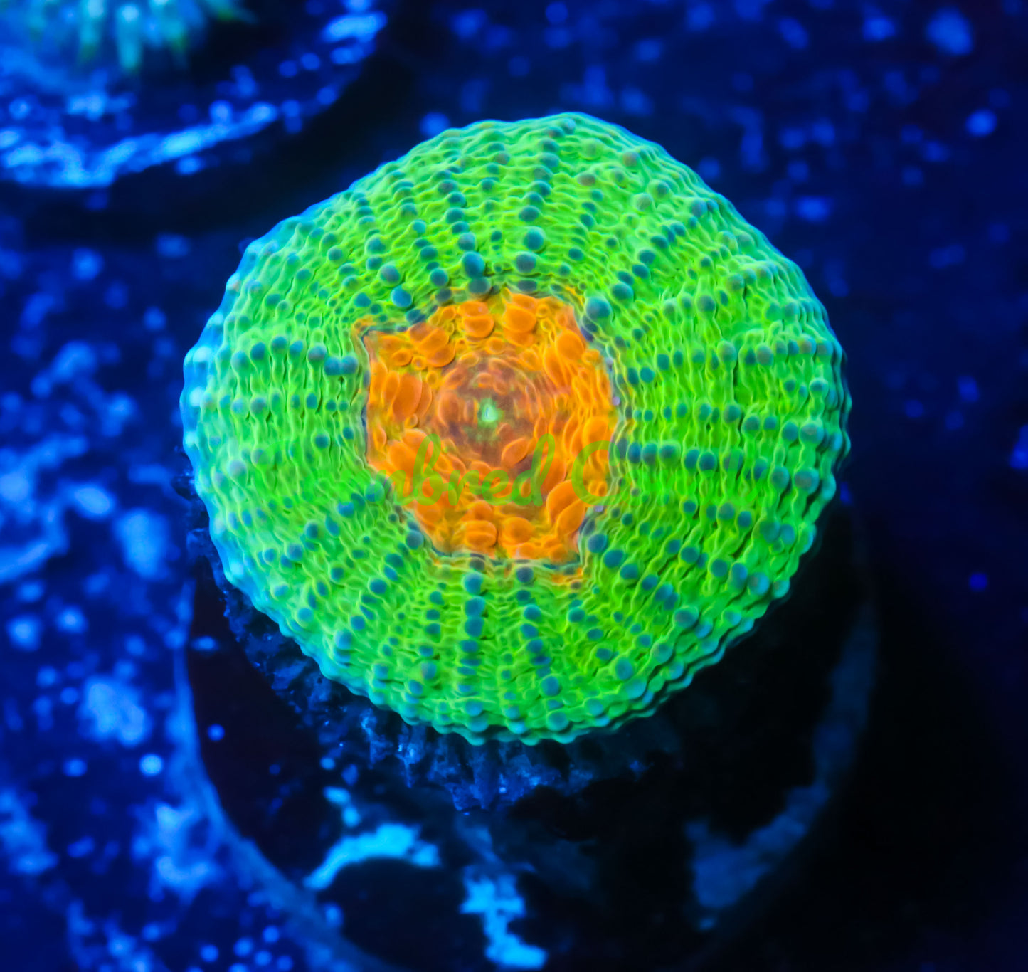 Cornbred's Vitamin C Echinata - WYSIWYG