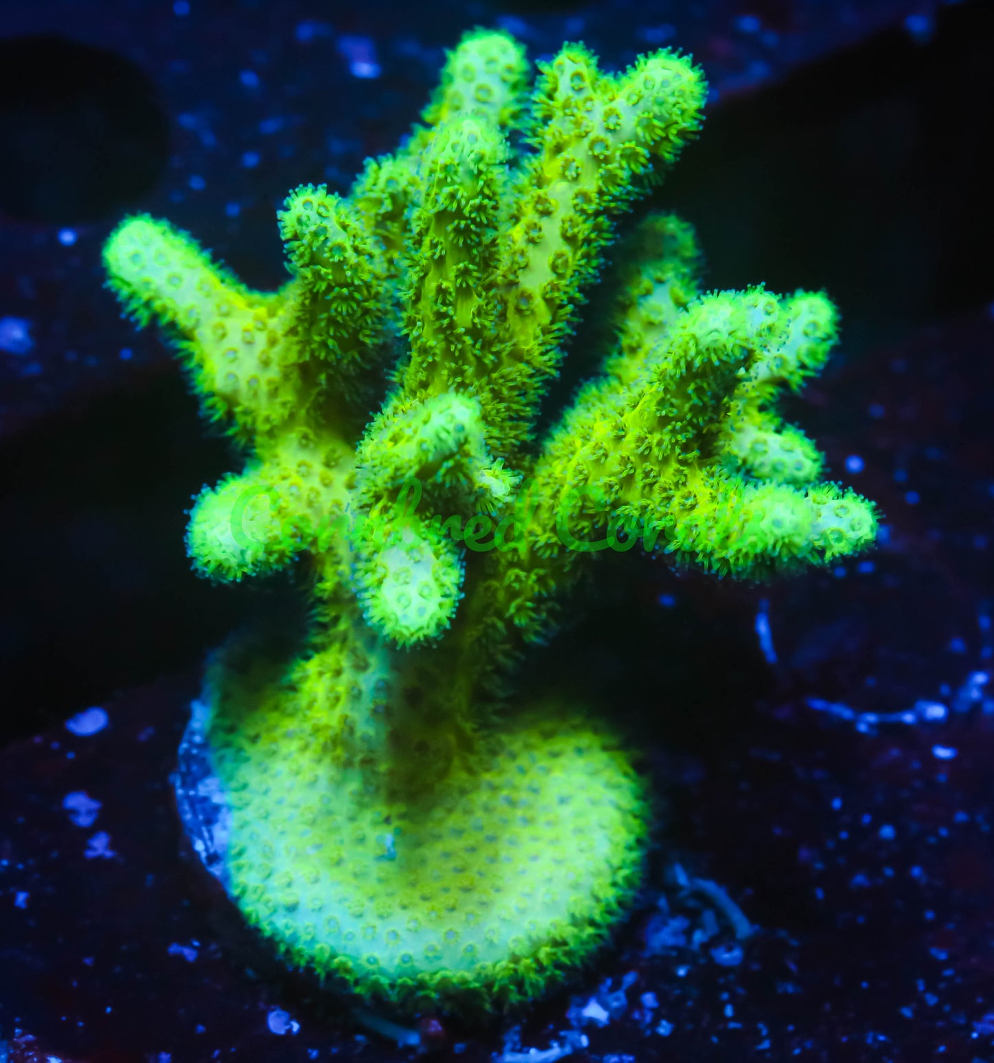 Cornbred's Sour Apple Birds Nest - WYSIWYG