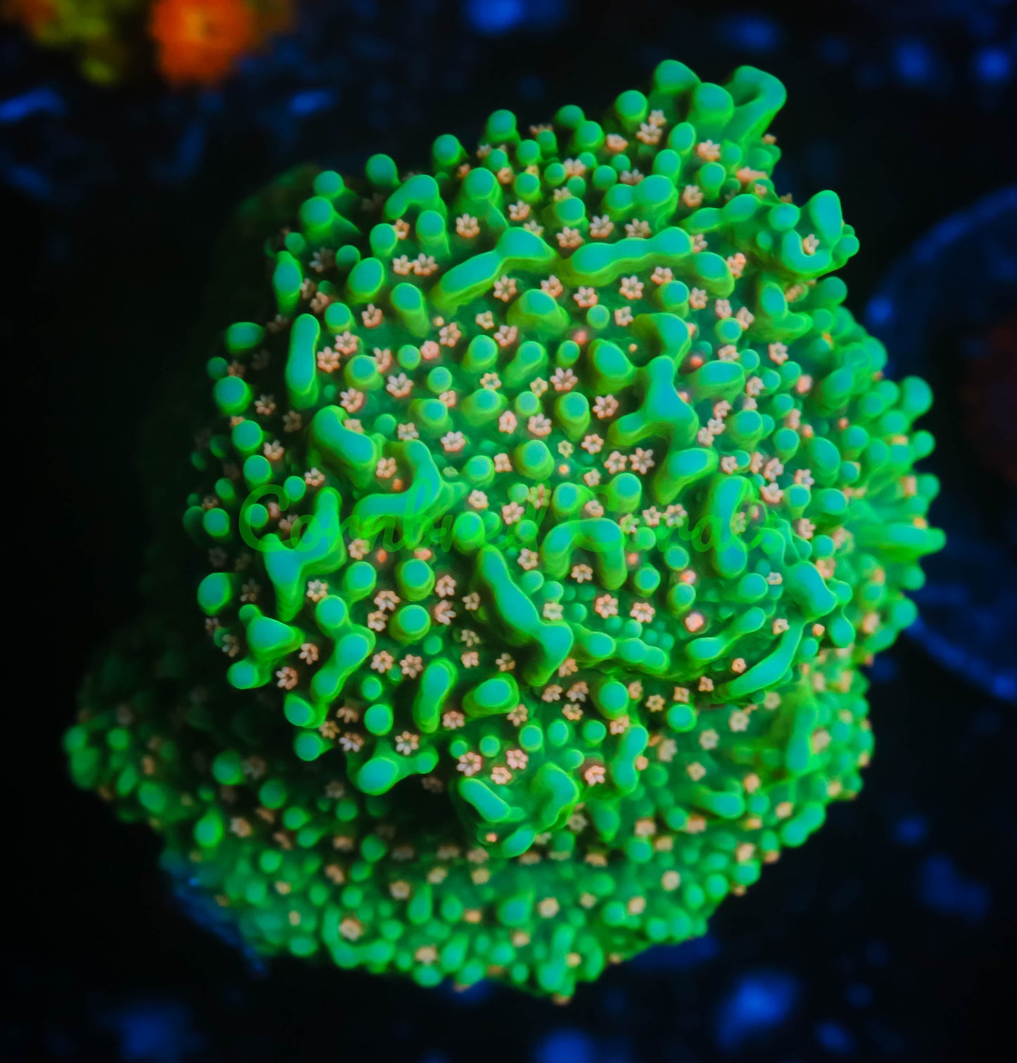 Cornbred's Pink Mojito Monti Cap