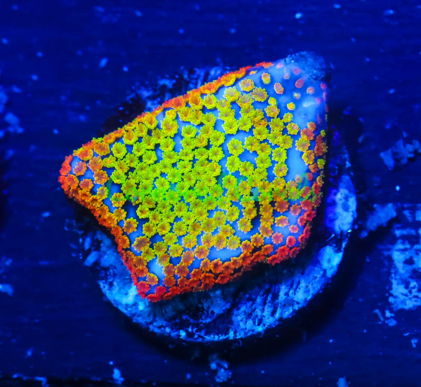 Cornbred's Ultimate Rainbow Monti