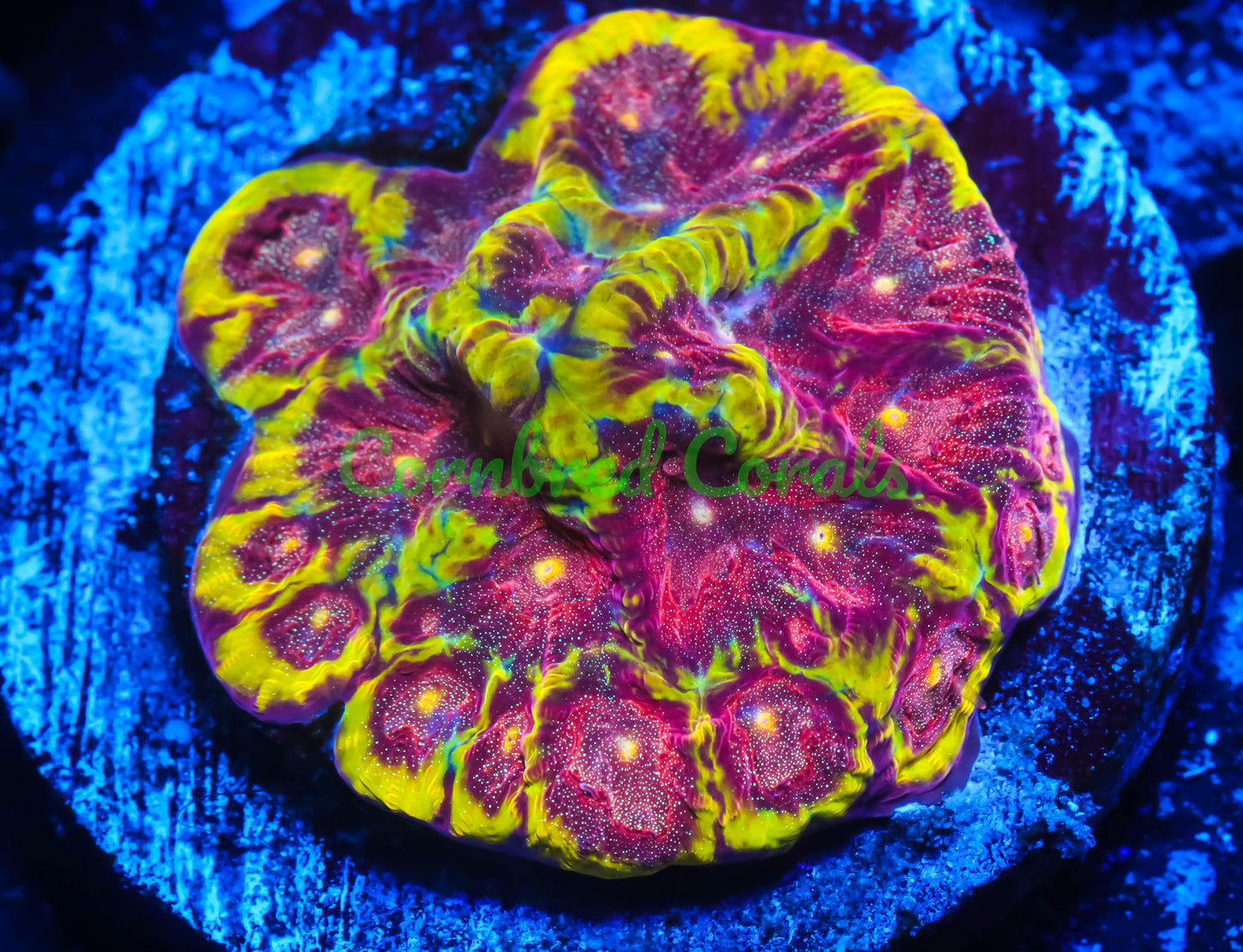 Cornbred's Fireball Favia