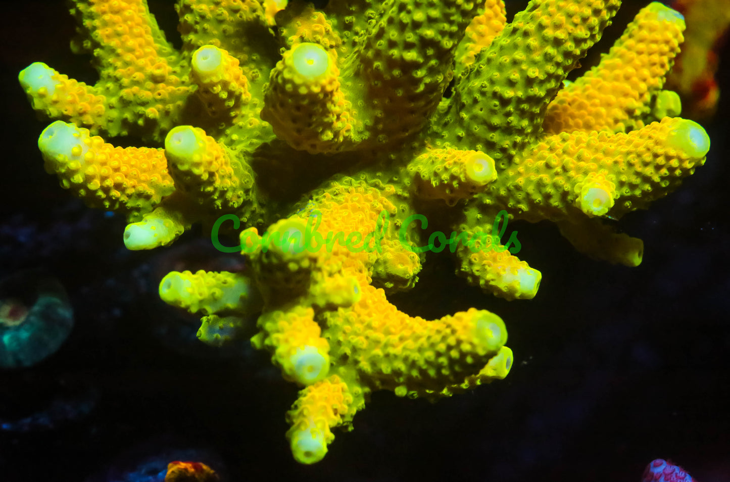 Cornbred's Monster Boobies Acro