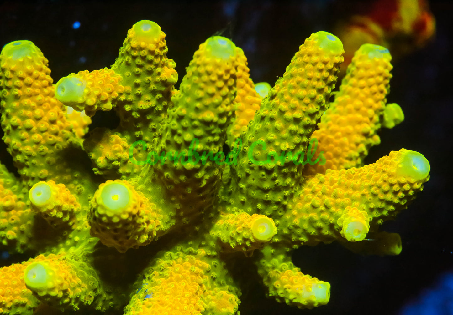 Cornbred's Monster Boobies Acro