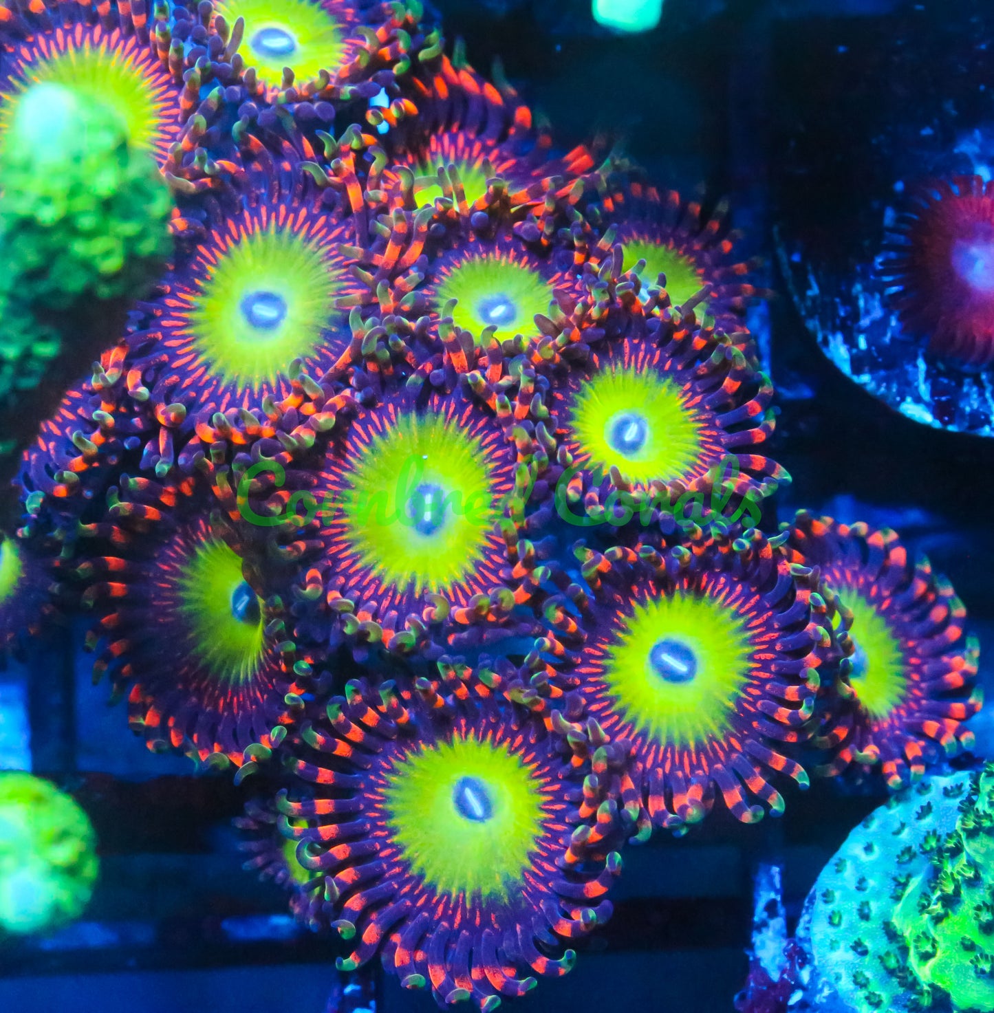 Cornbred's Goblin on Fire Palys