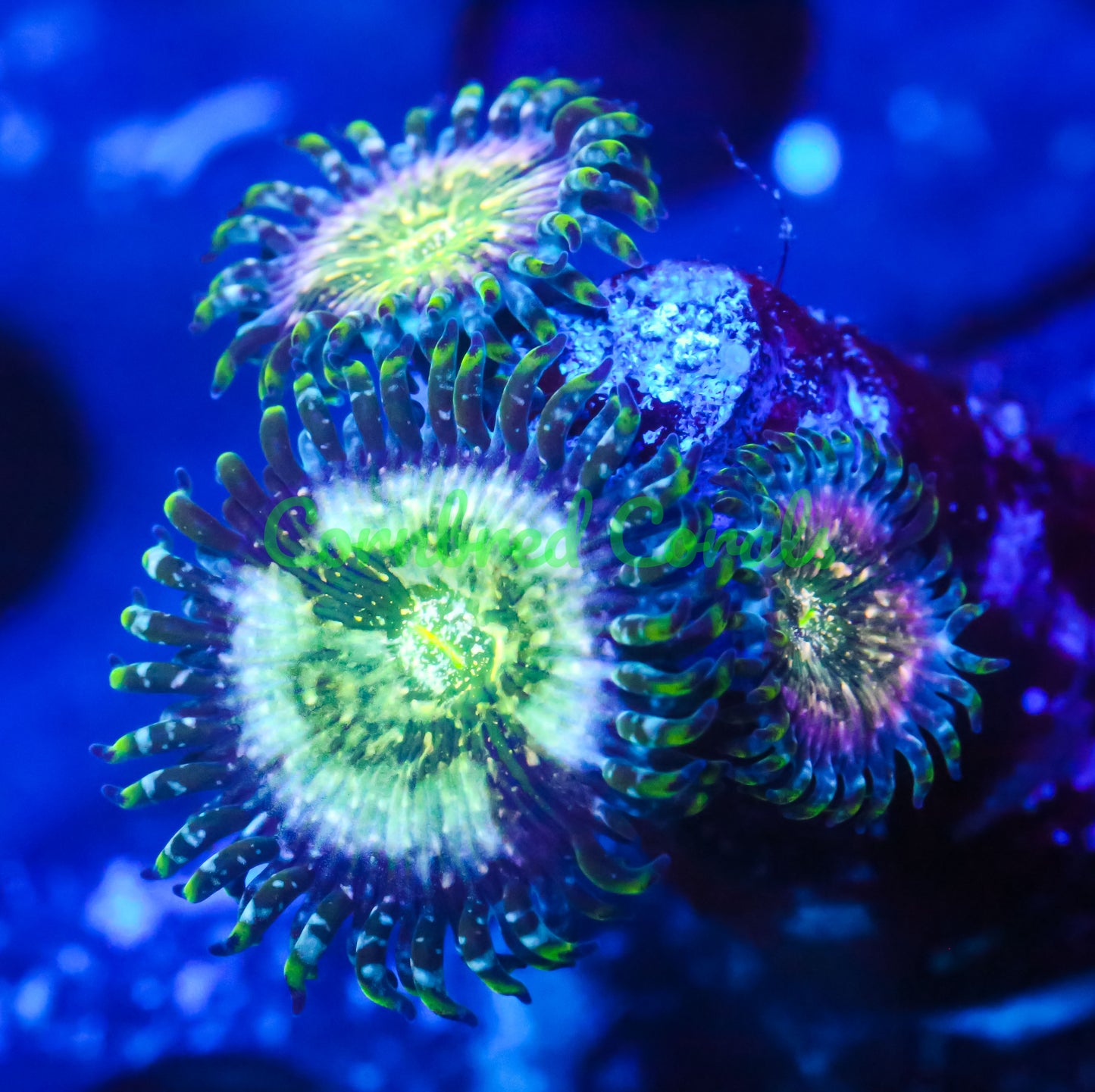 Cornbred's Rainbow Space Monster Palys