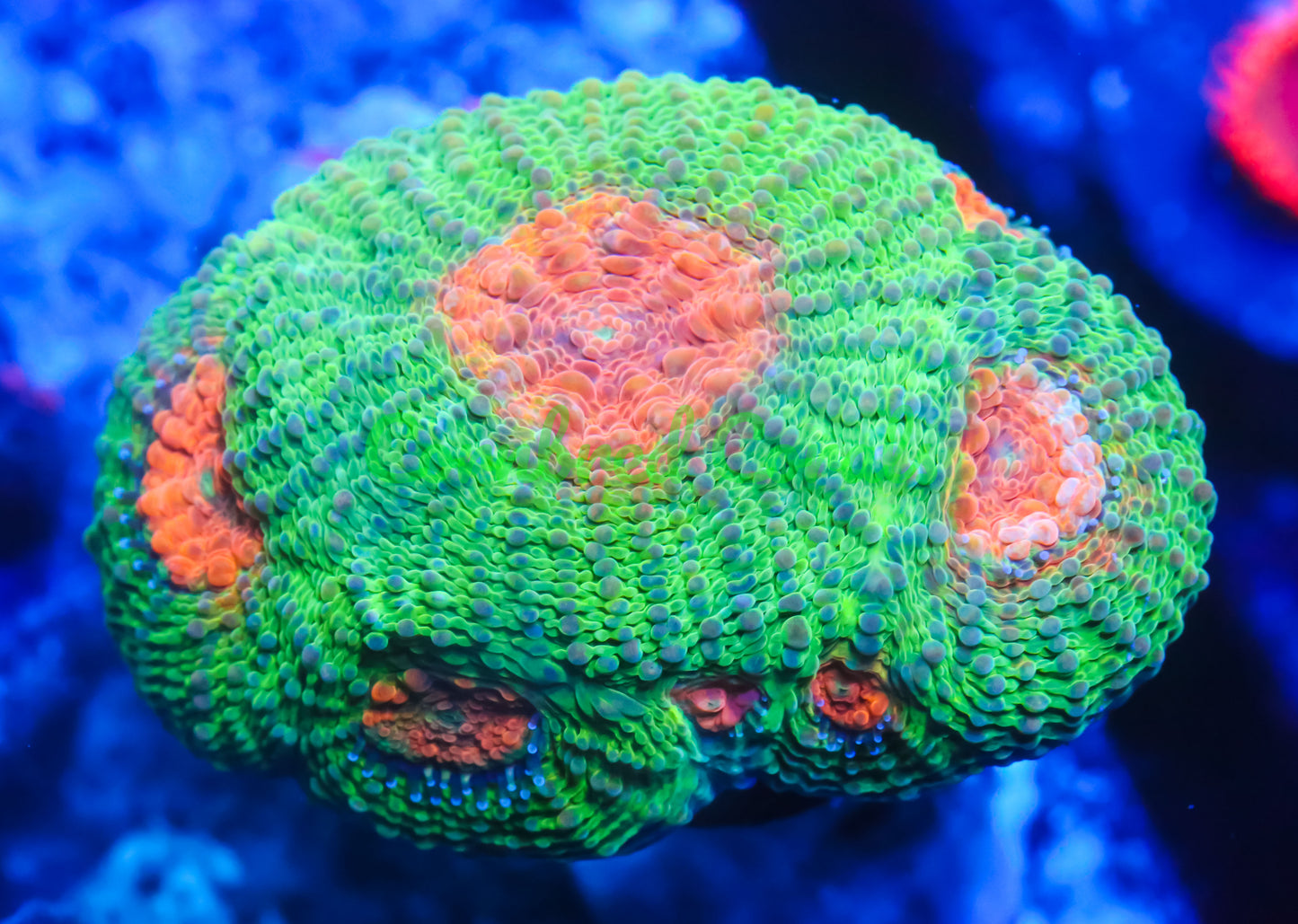 Cornbred's Vitamin C Echinata - WYSIWYG