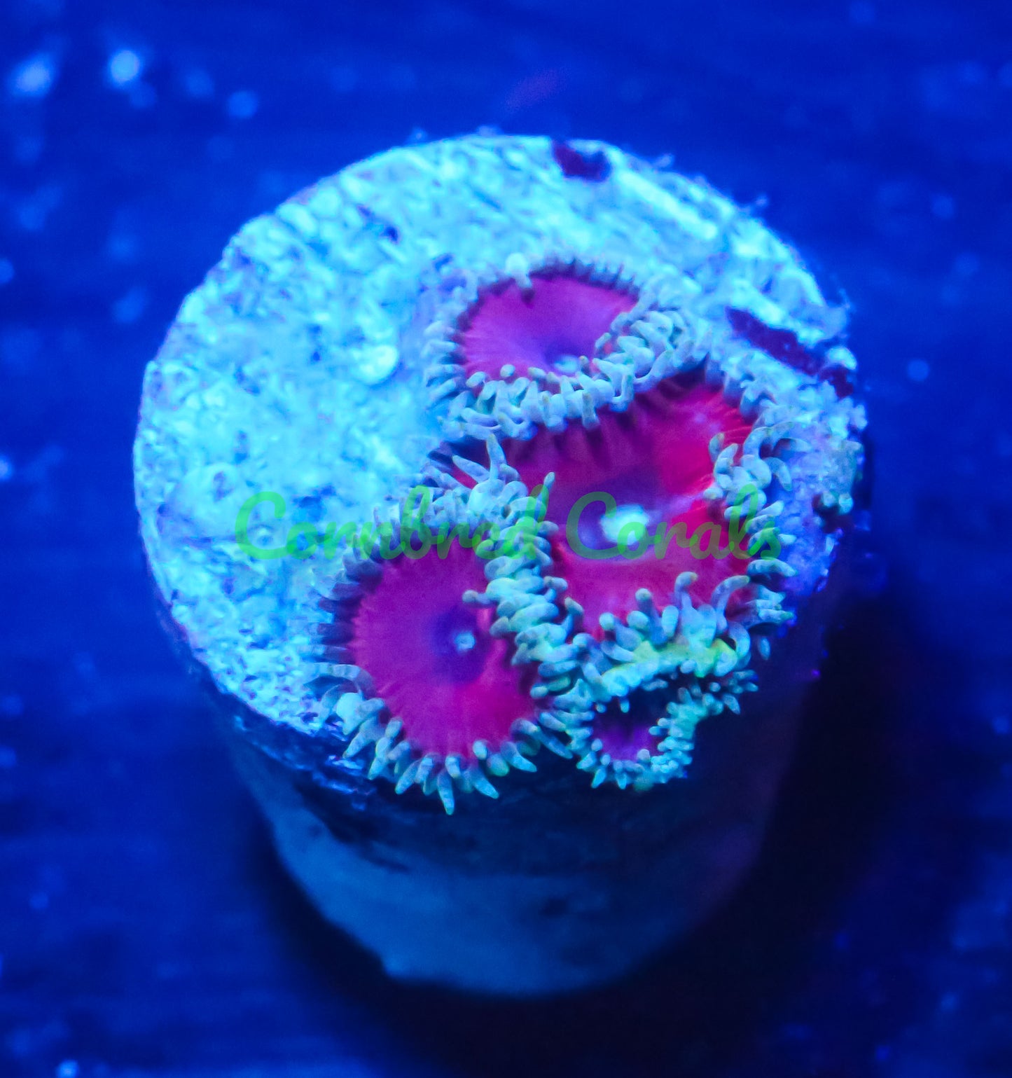 Cornbred's Purple Death Palys