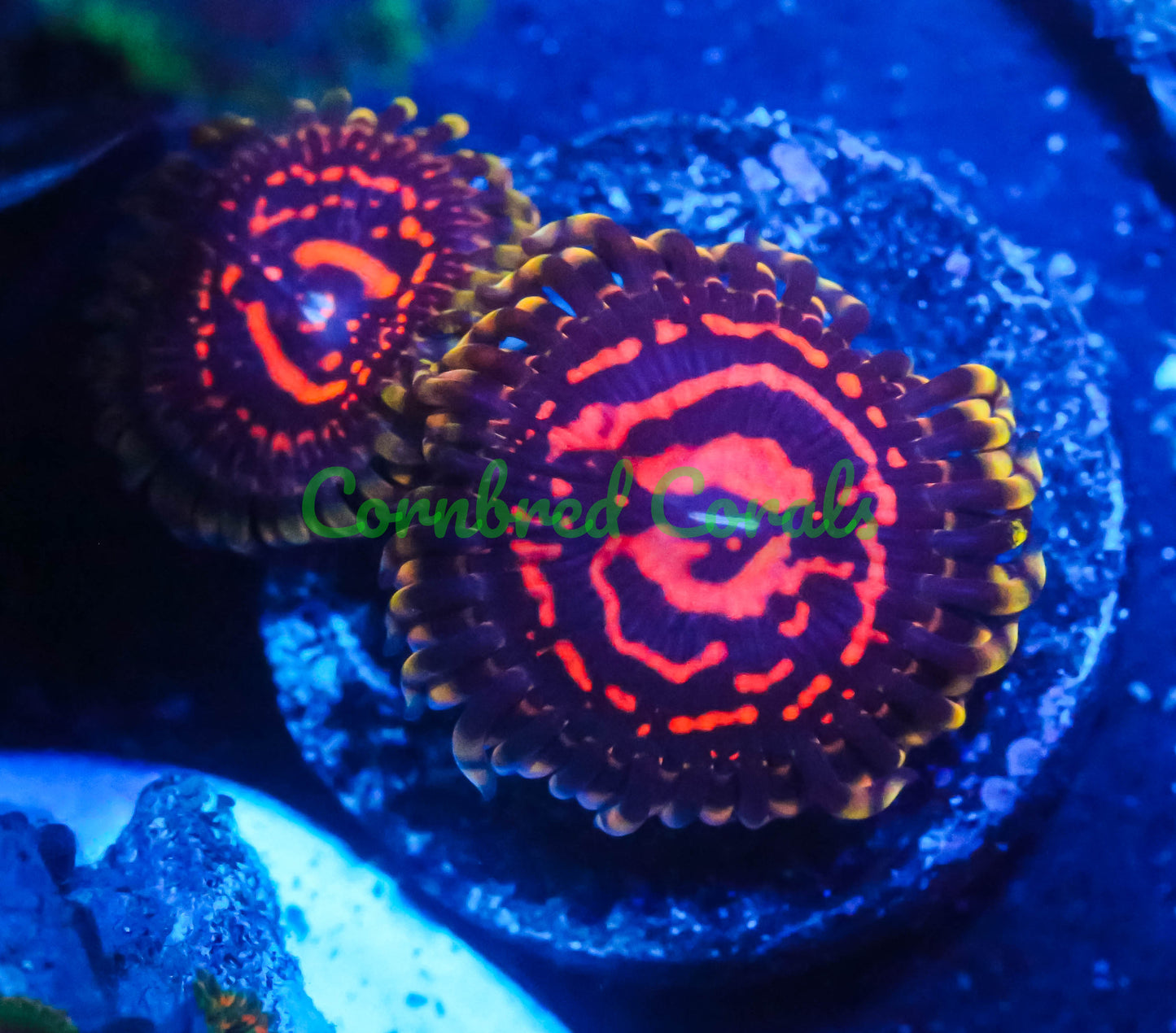 Cornbred's Grand Master Strat Palys