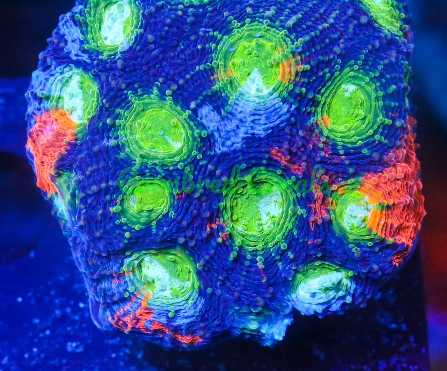 Cornbred's Northern Lights Echinata
