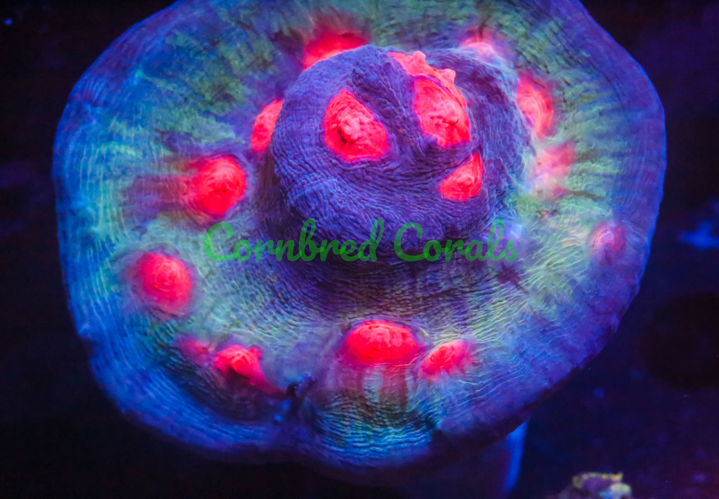Cornbred's Delirium Chalice