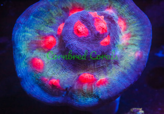 Cornbred's Delirium Chalice