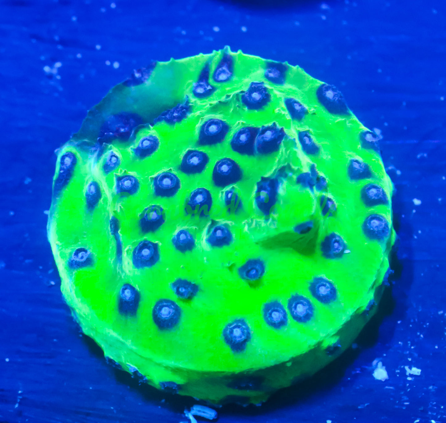 Cornbred's PPE Cyphastrea