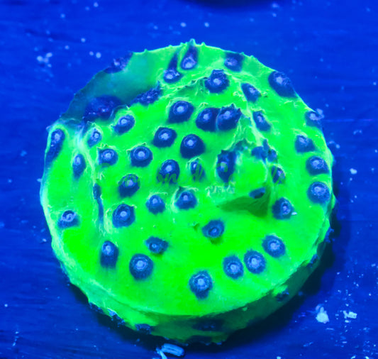 Cornbred's PPE Cyphastrea