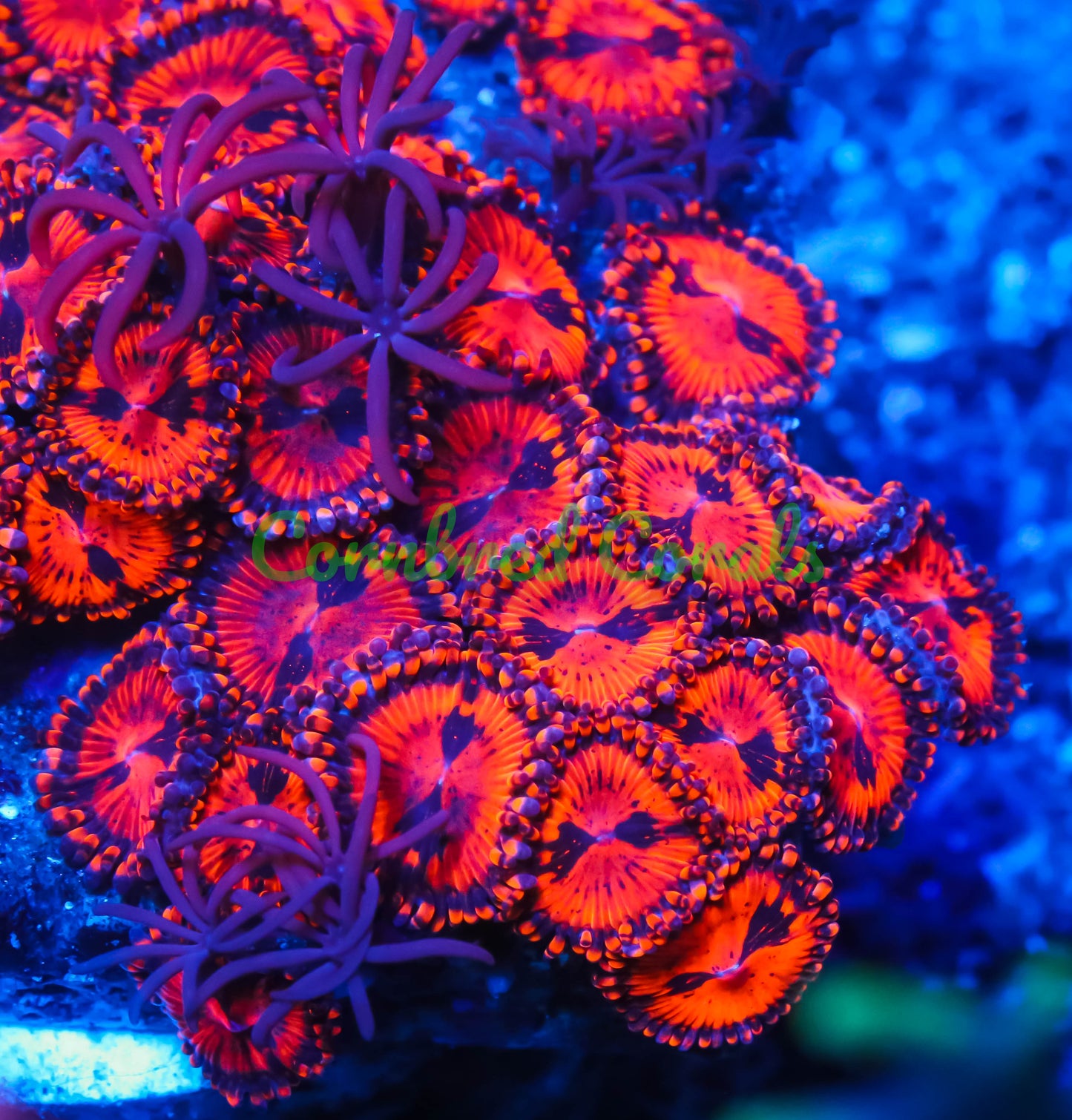 Cornbred's Queen of Diamonds Palys