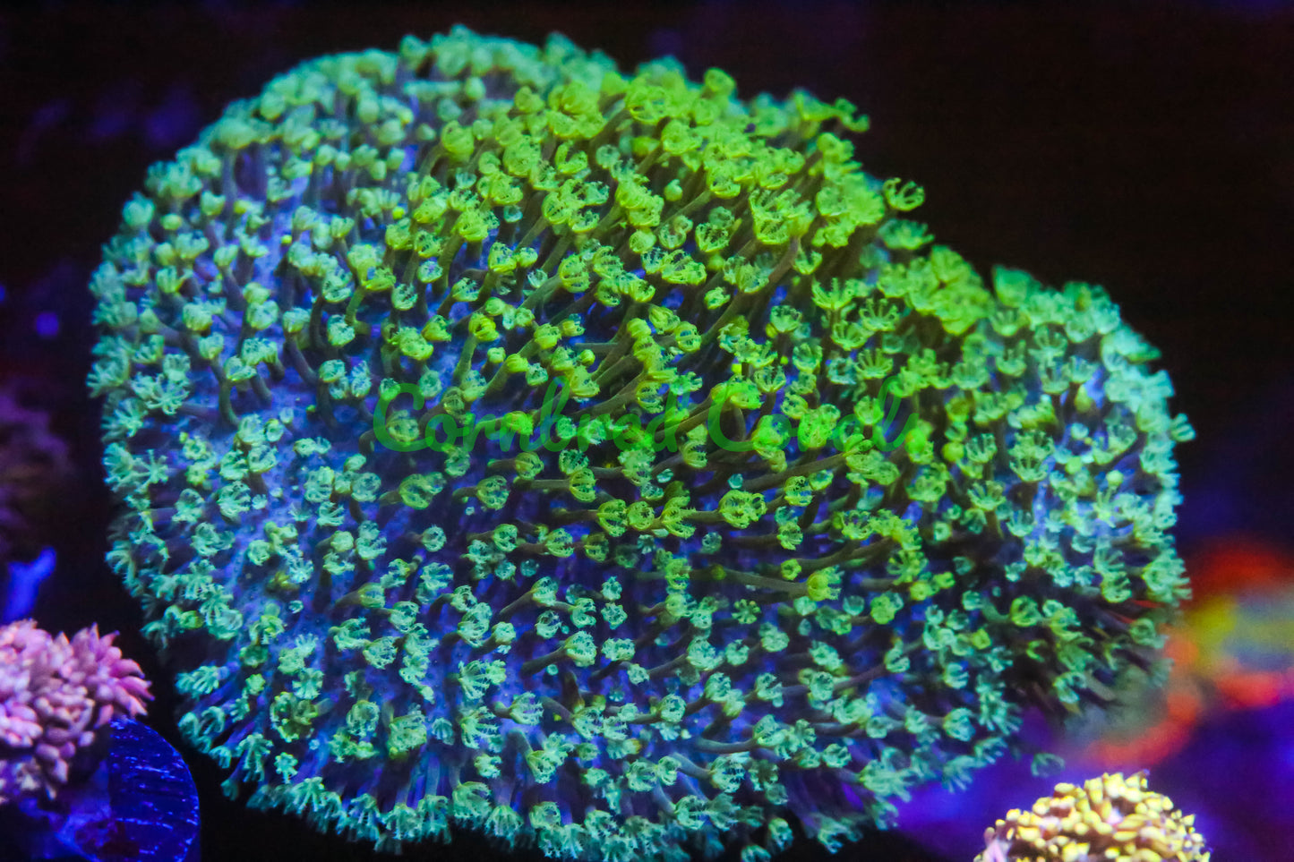 Cornbred's Neon Lights Toadstool
