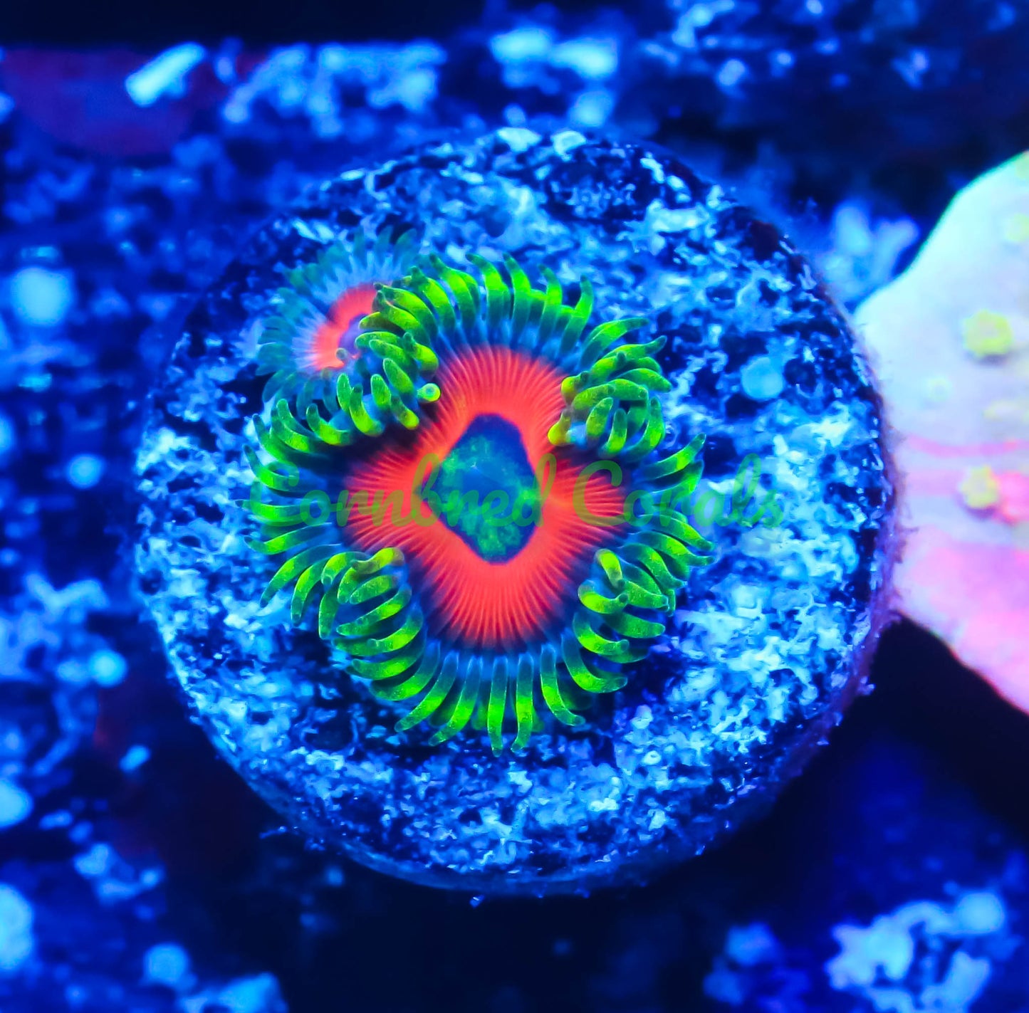 Cornbred's Zombie Eye Zoas
