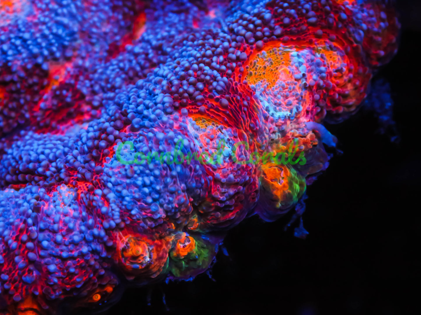 Cornbred's Master Rainbow Echinata