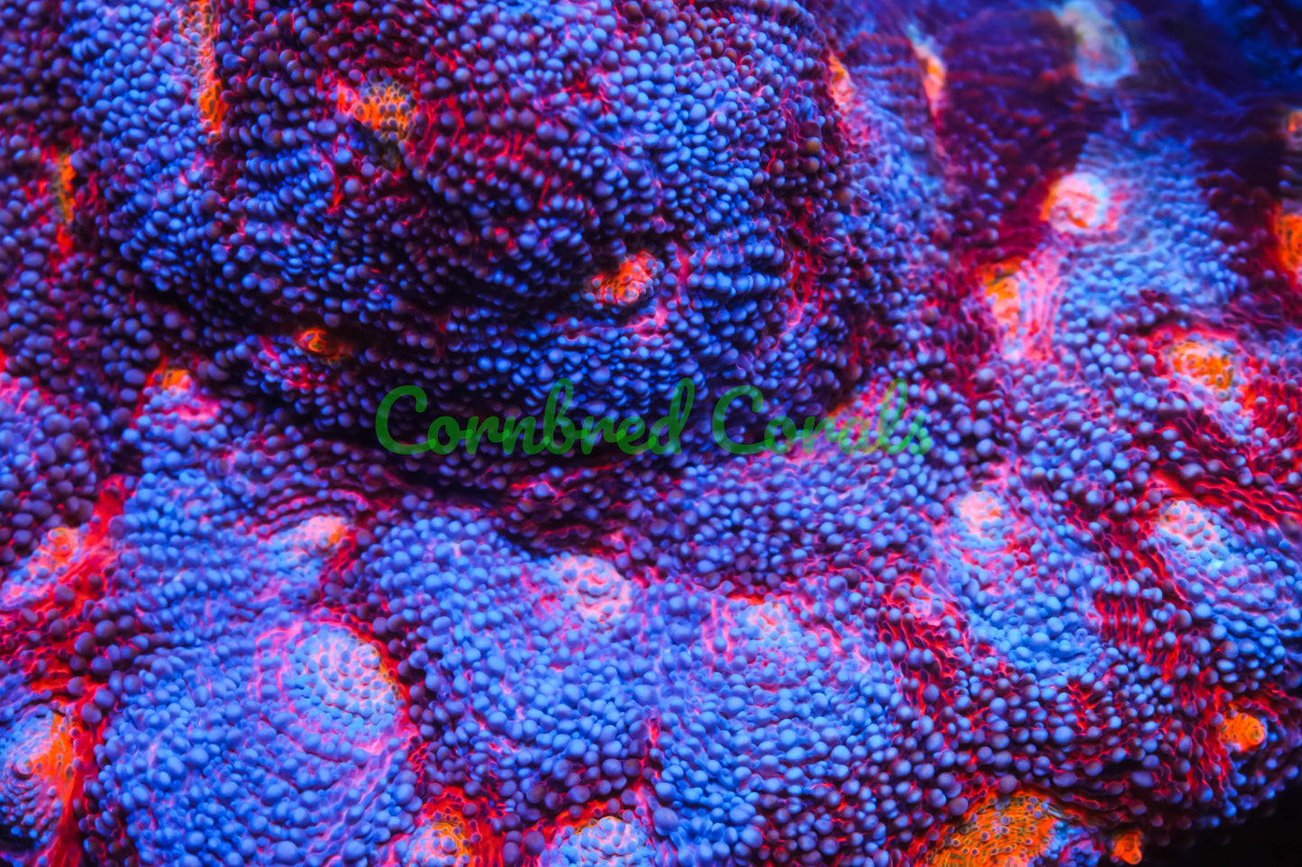 Cornbred's Master Rainbow Echinata - WYSIWYG