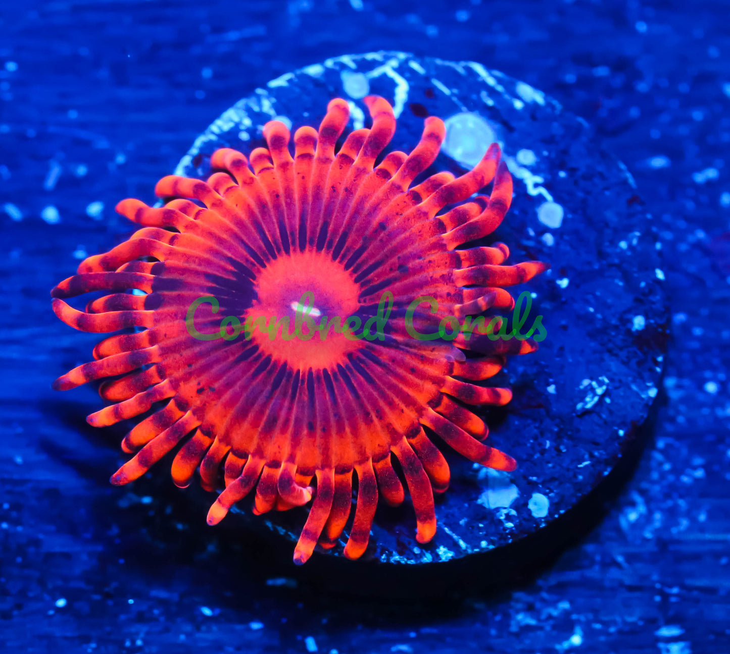 Cornbred's Valentines Day Massacre Palys