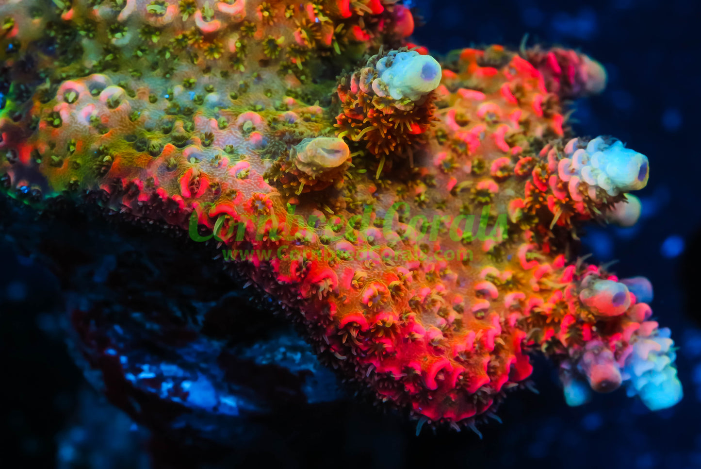 Cornbred Presents Jason Fox's Solar Flare Milli - WYSIWYG