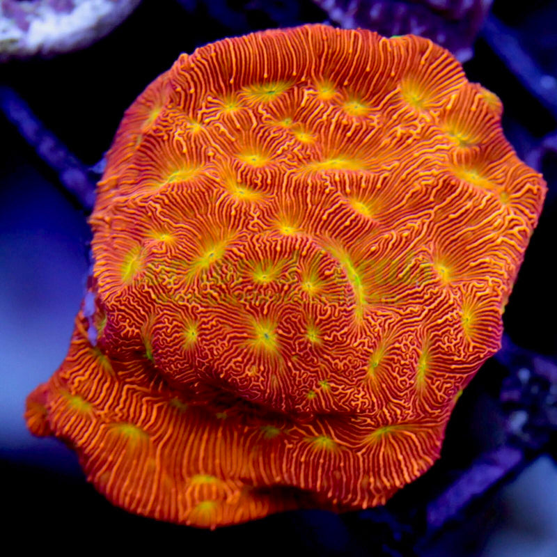 Cornbred's Jack-O-Lantern Lepto