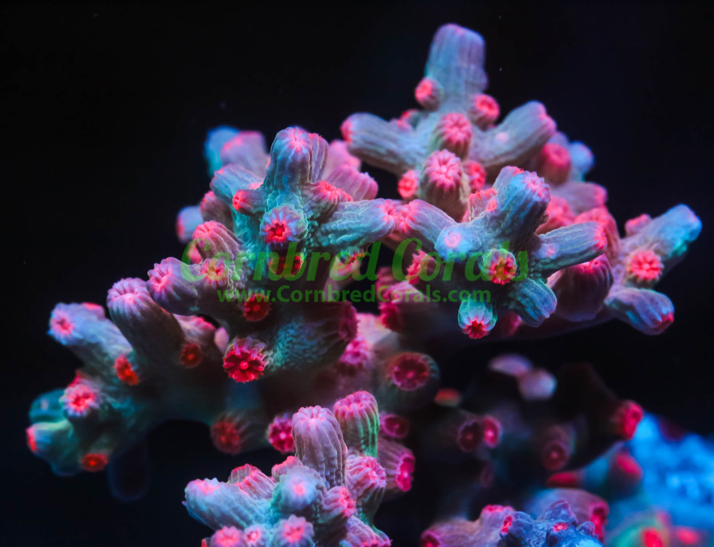 Cornbred's Branching Bleeding Rainbow Cyphastrea