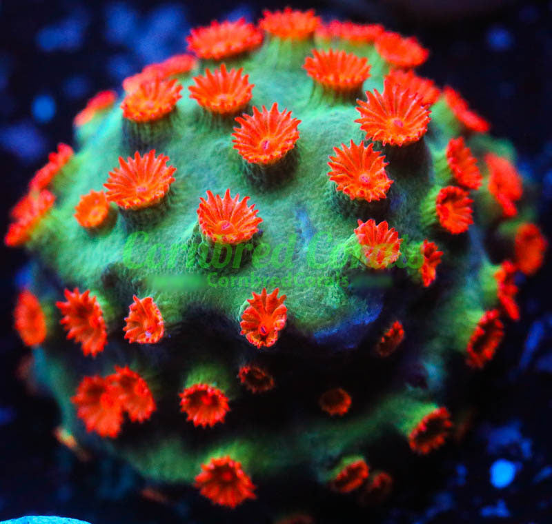 Cornbred's Forever Orange Cyphastrea