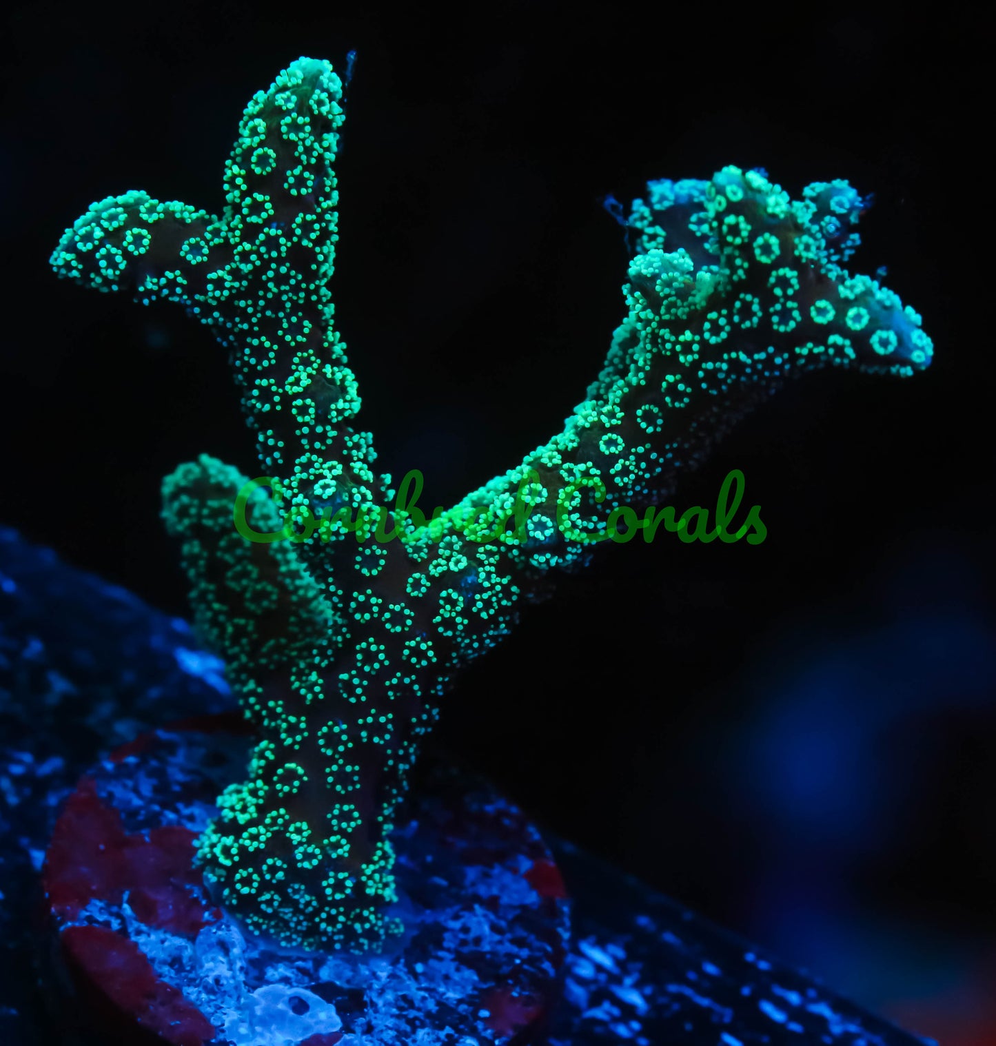 Cornbred's Neon Lights Birds Nest