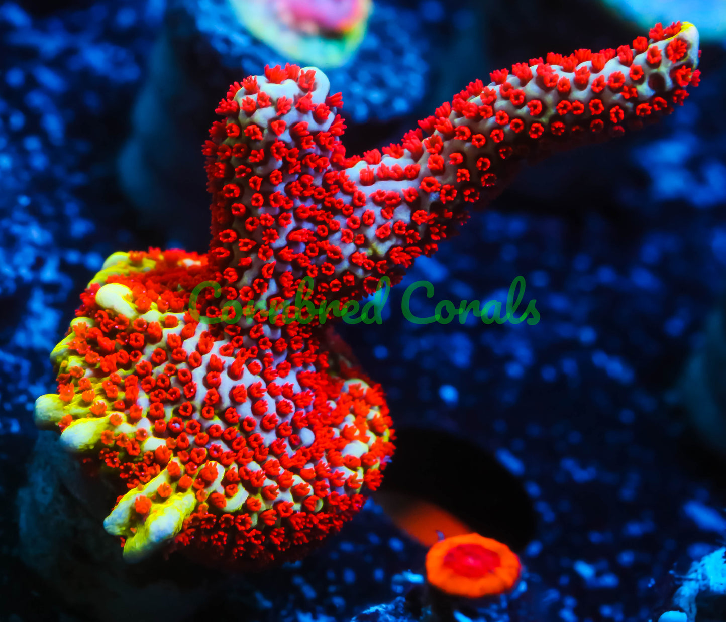 Cornbred's Bubble Gum Digi - WYSIWYG