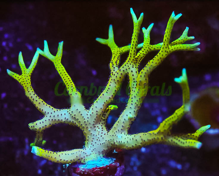 Cornbred's Crown of Thorns Birds Nest