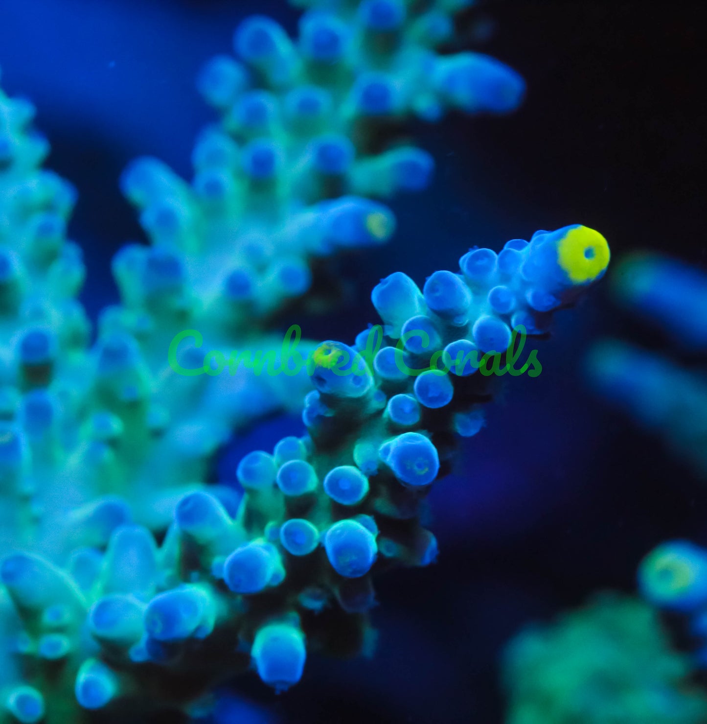 Cornbred's Ice Cap Acro