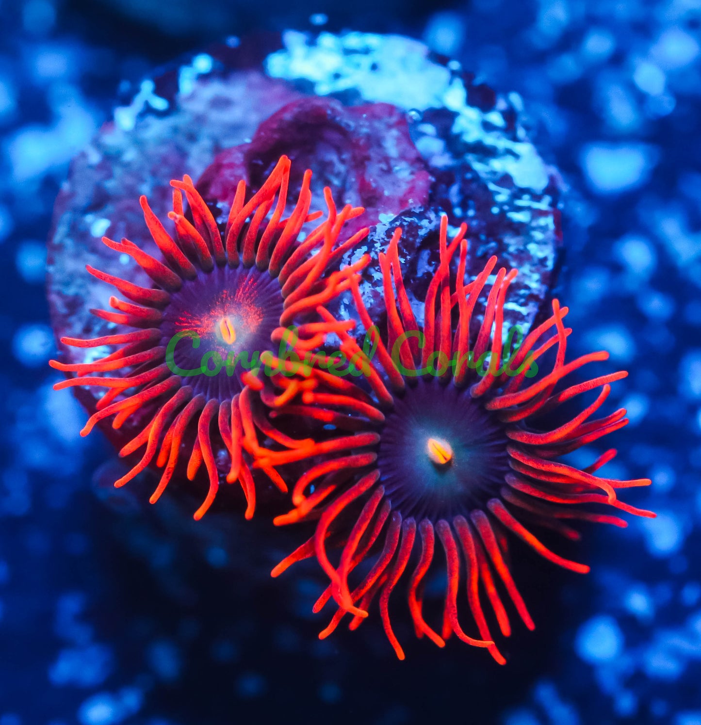 Cornbred's Punk Rocker Zoas - WYSIWYG