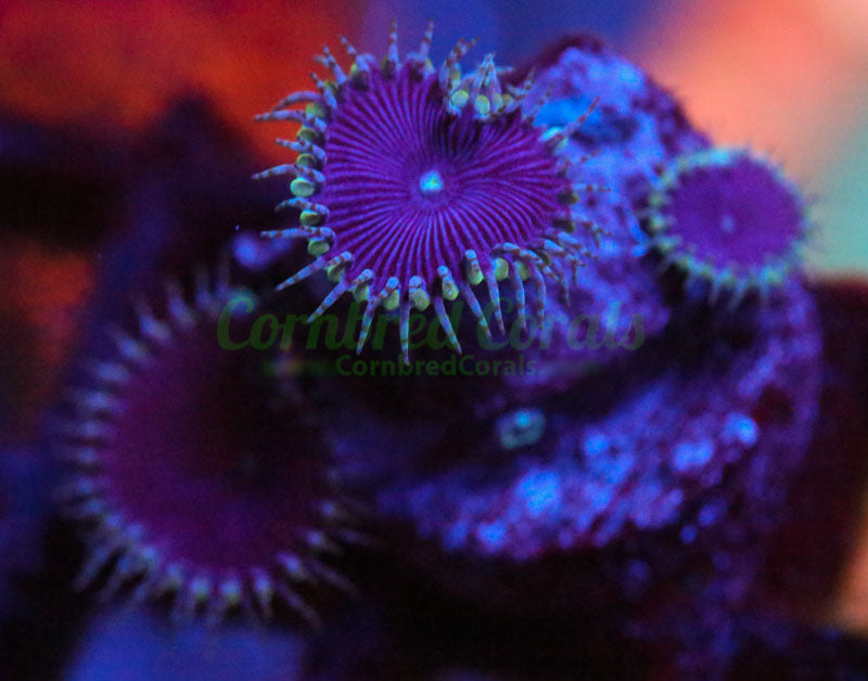 Cornbred's Purple Nurple Palys