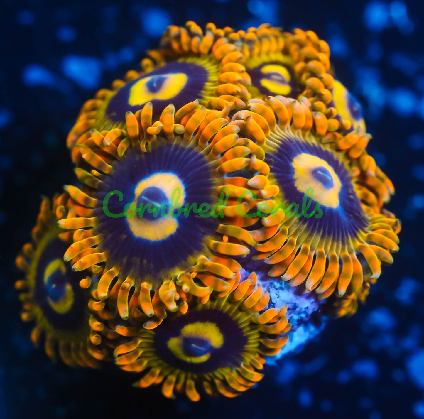 Cornbred's Rainbow Yoda Palys