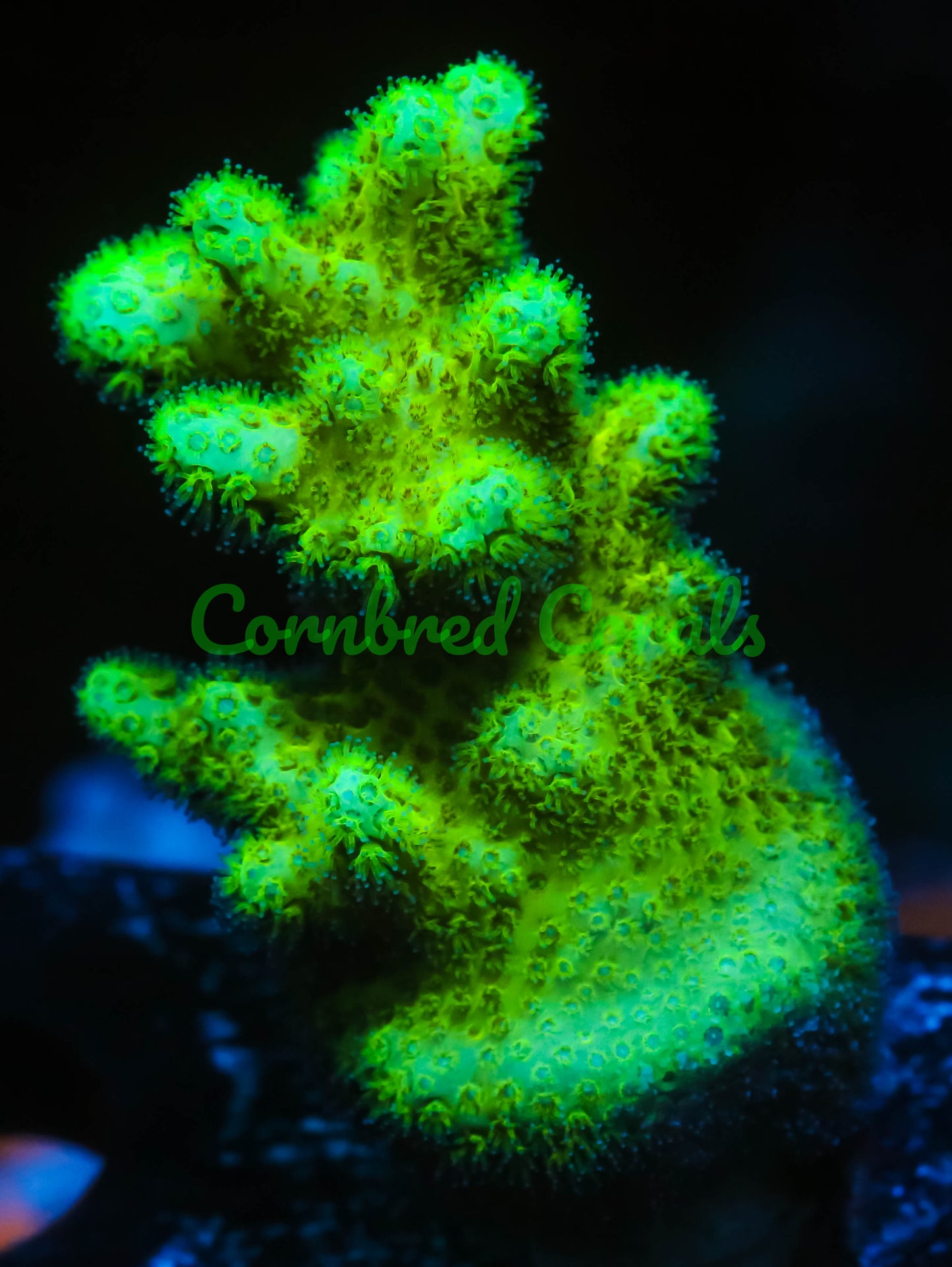 Cornbred's Sour Apple Birds Nest - WYSIWYG