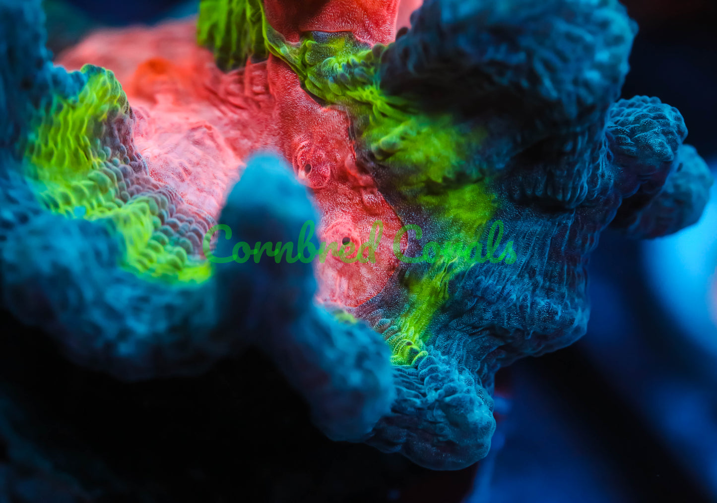 Cornbred's Ultimate Space Invader Pectinia - WYSIWYG