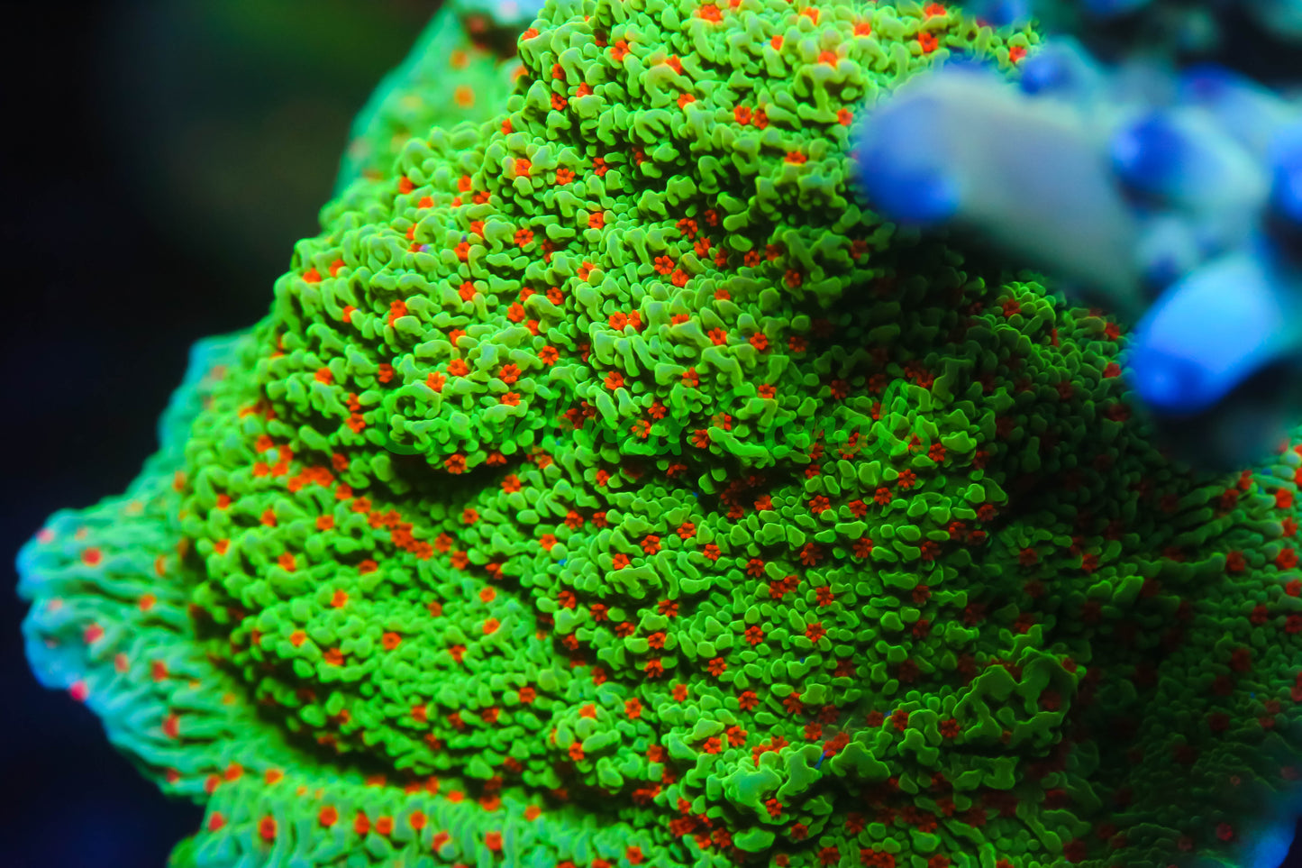 Cornbred's Seasons Greetings Monti Cap