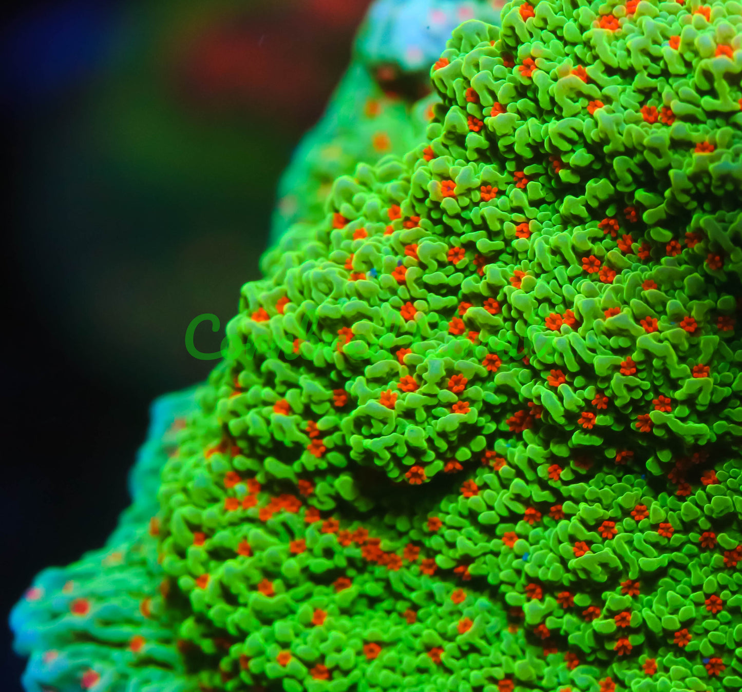 Cornbred's Seasons Greetings Monti Cap