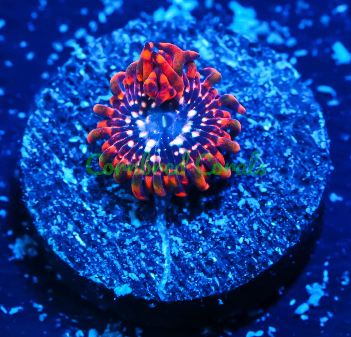 Cornbred's Utter Chaos Palys