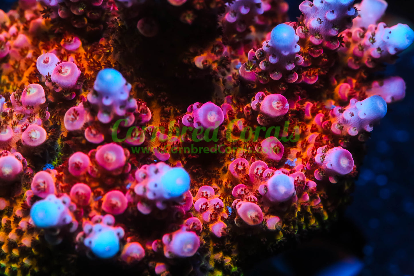Cornbred's OMG Acro - WYSIWYG