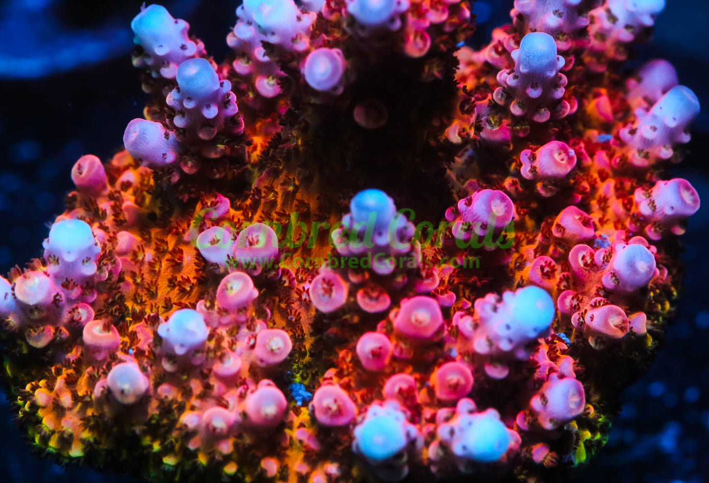 Cornbred's OMG Acro - WYSIWYG