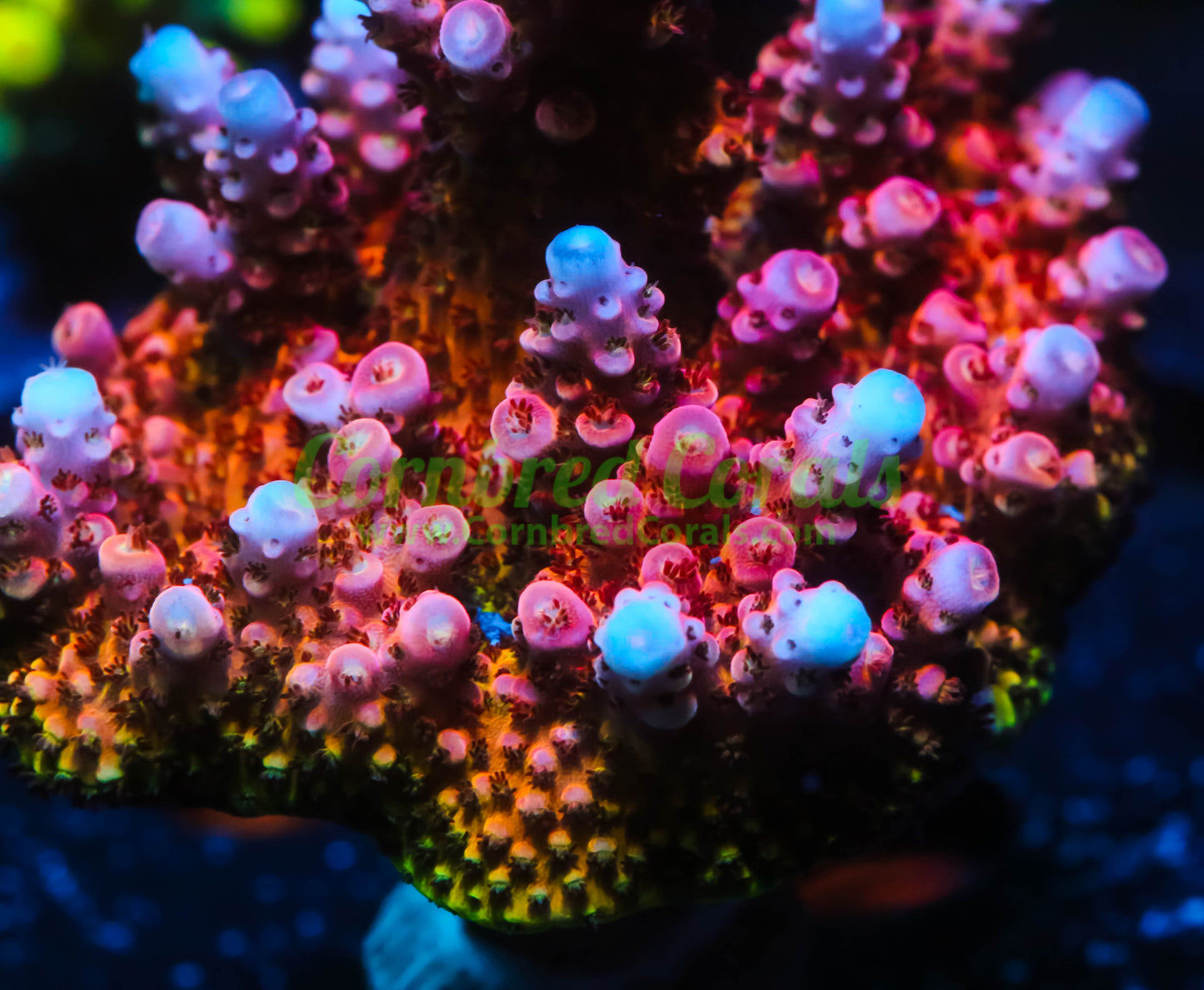 Cornbred's OMG Acro - WYSIWYG