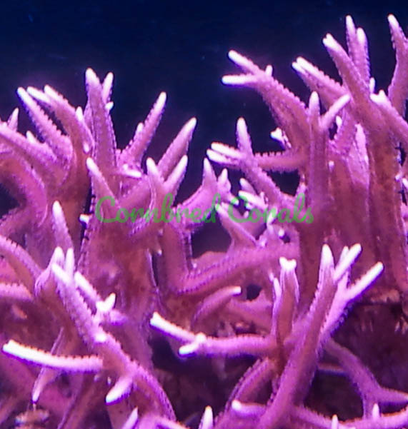 Cornbred Presents ORA's Pink Birds Nest
